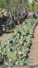 Load and play video in Gallery viewer, Bearded Iris 5 Gallon
