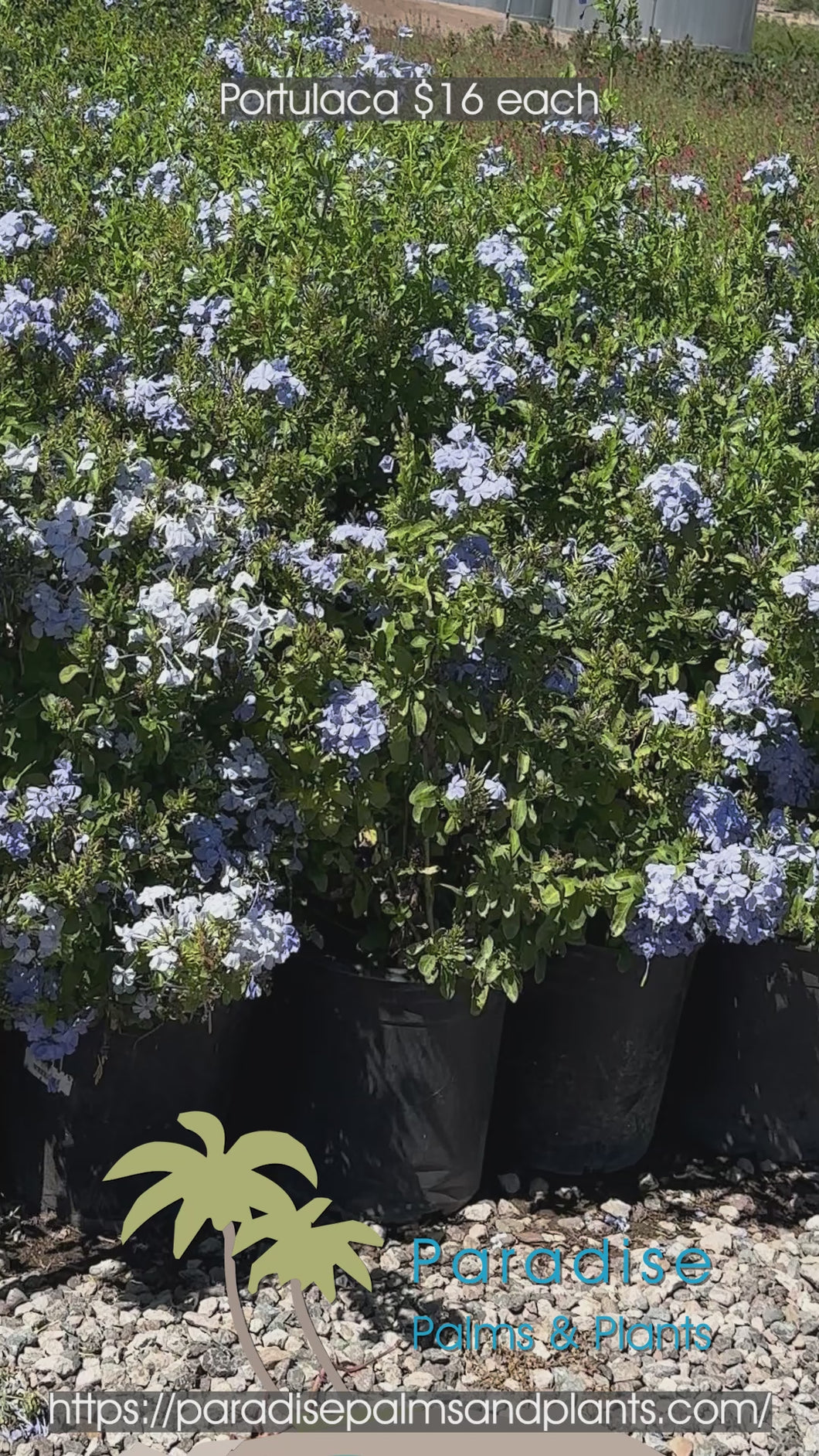 Super Nice Unbelievable Sized Portulaca