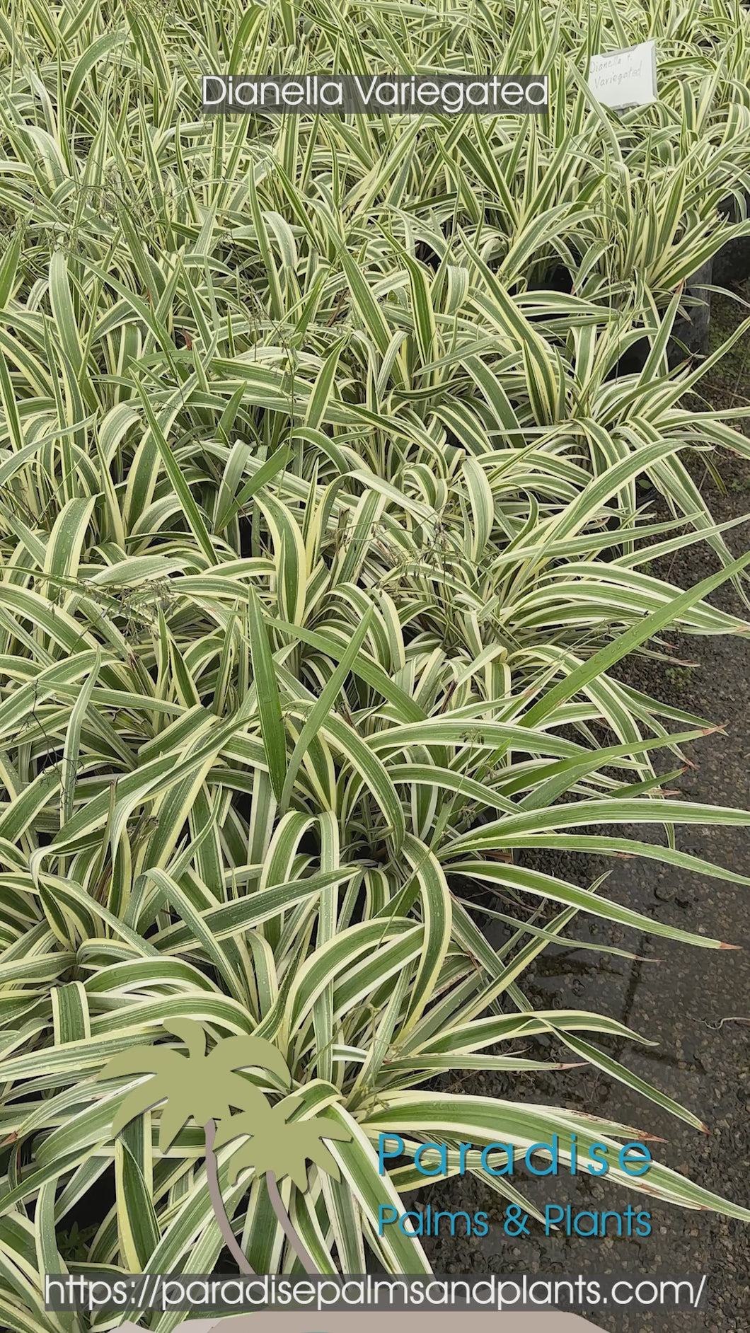 Dianella Variegated