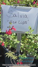 Load and play video in Gallery viewer, Hot Lips Salvia
