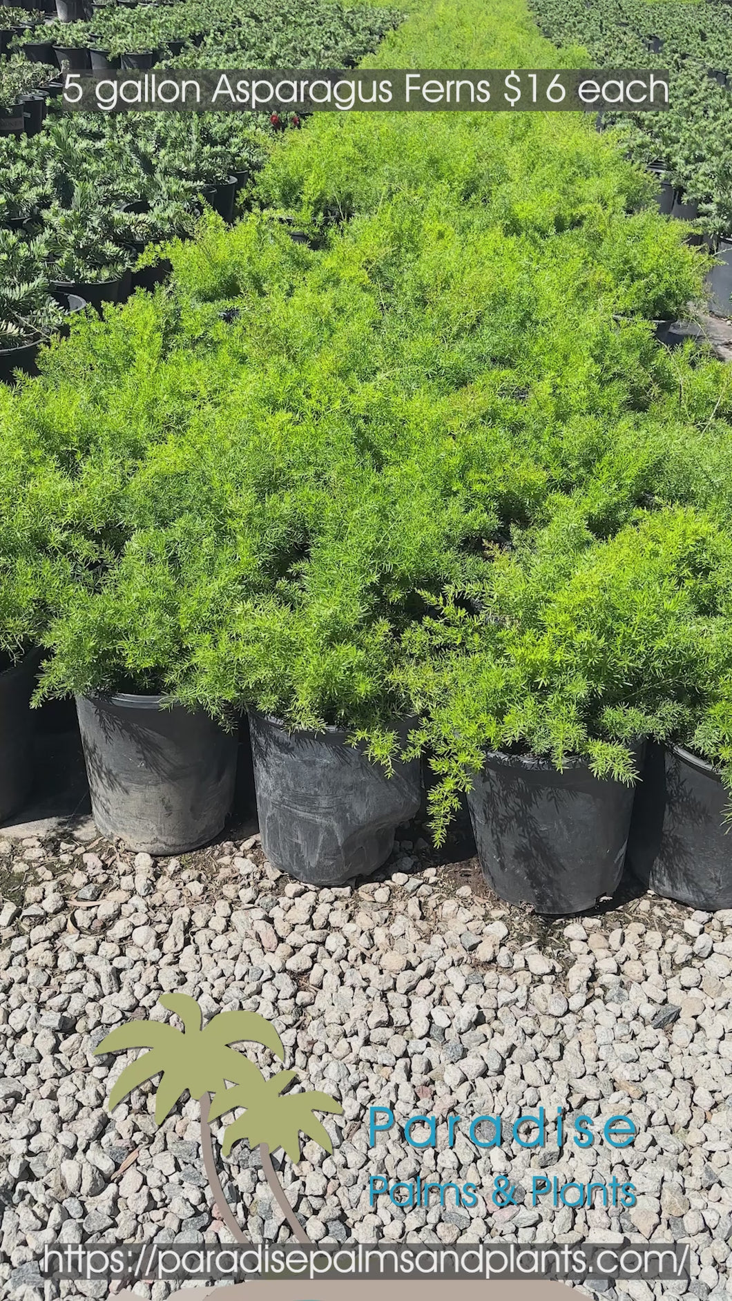 5 Gallon Asparagus Ferns