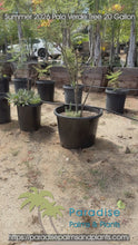 Load and play video in Gallery viewer, Palo Verde Tree
