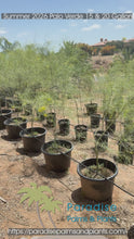 Load and play video in Gallery viewer, Palo Verde Tree
