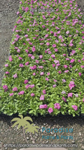 Load and play video in Gallery viewer, Petunia Pink

