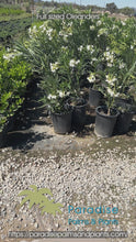Load and play video in Gallery viewer, Full Sized Oleander White
