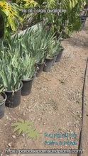 Load and play video in Gallery viewer, Bearded Iris 5 Gallon
