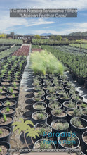 Load and play video in Gallery viewer, 5 Gallon Nassela Tenuissima / Stipa 'Mexican Feather Grass'
