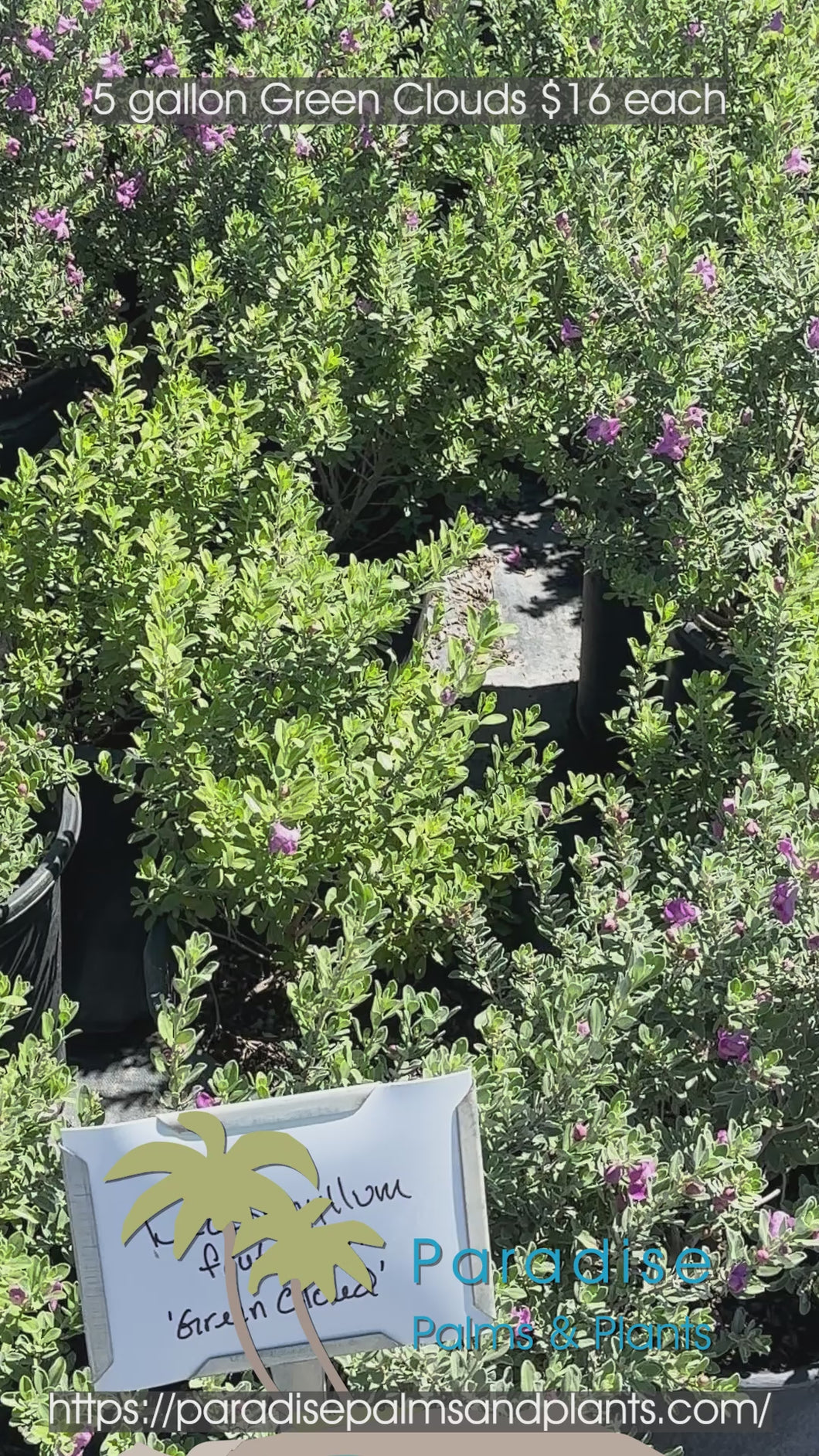 Green Cloud 5 Gallons