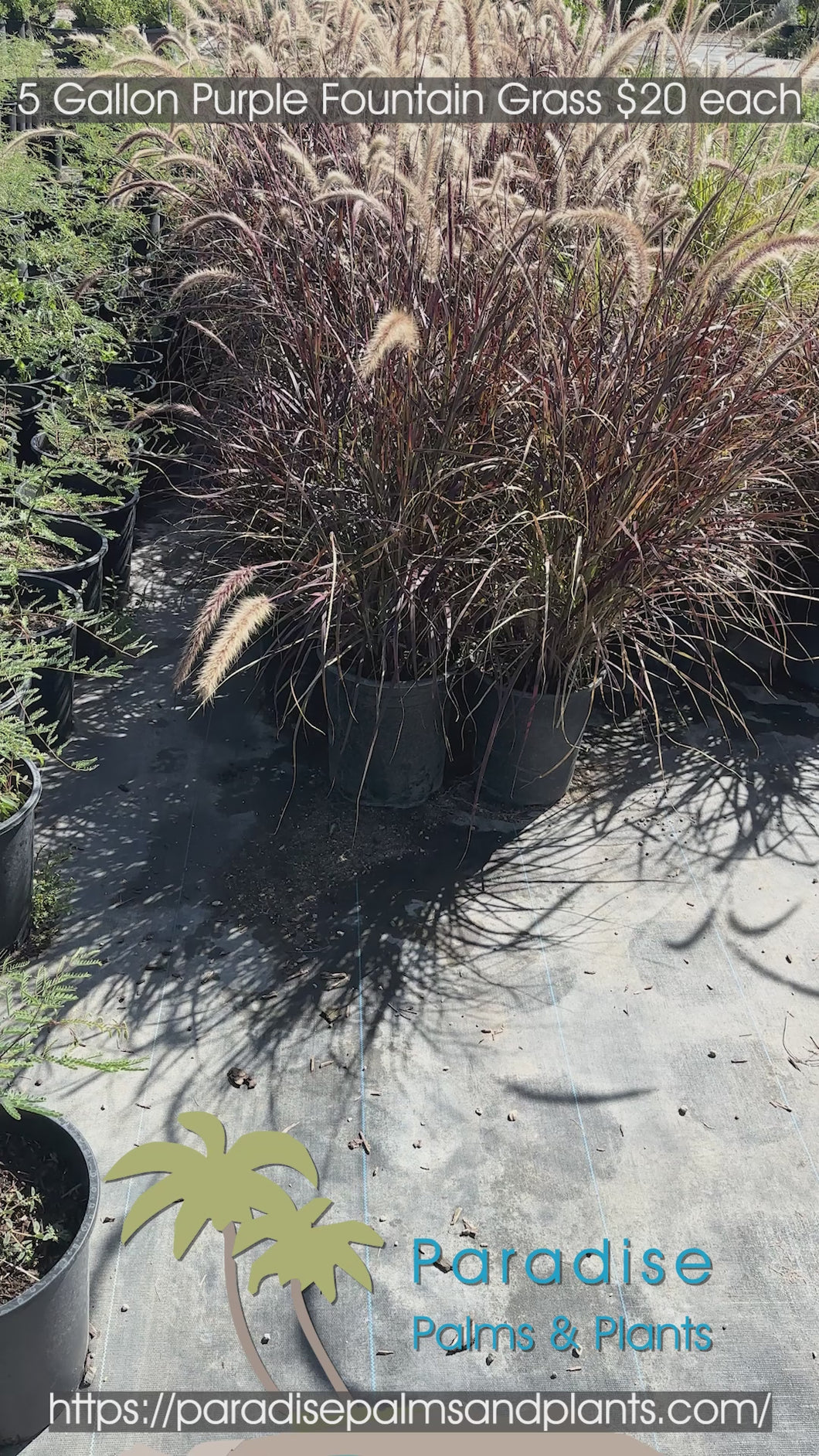 Purple Fountain Grass 5 Gallon