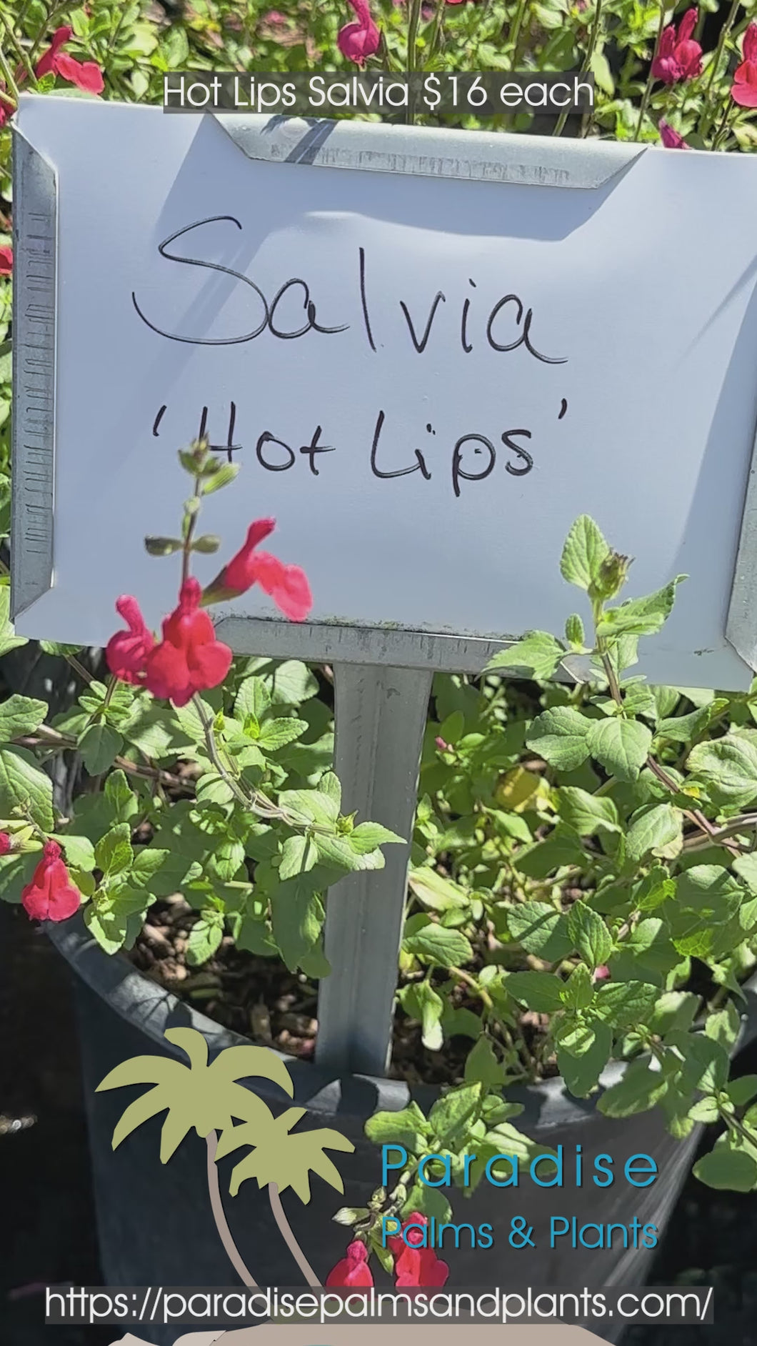 Hot Lips Salvia