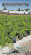 Load and play video in Gallery viewer, 1 Gallon Asparagus Springerii 'Asparagus Fern'
