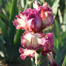 Load image into Gallery viewer, Bearded Iris
