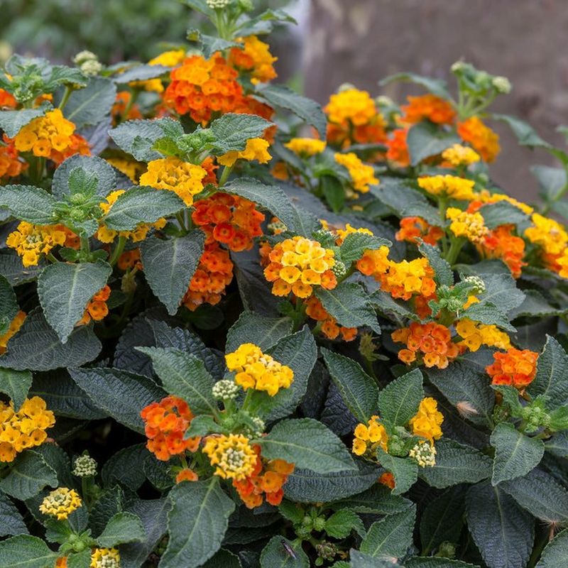 LANTANA SHABAAM (BEHIND H42)