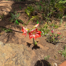 Load image into Gallery viewer, Amaryllis Striped Barbados Lily
