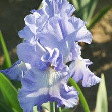 Load image into Gallery viewer, Bearded Iris
