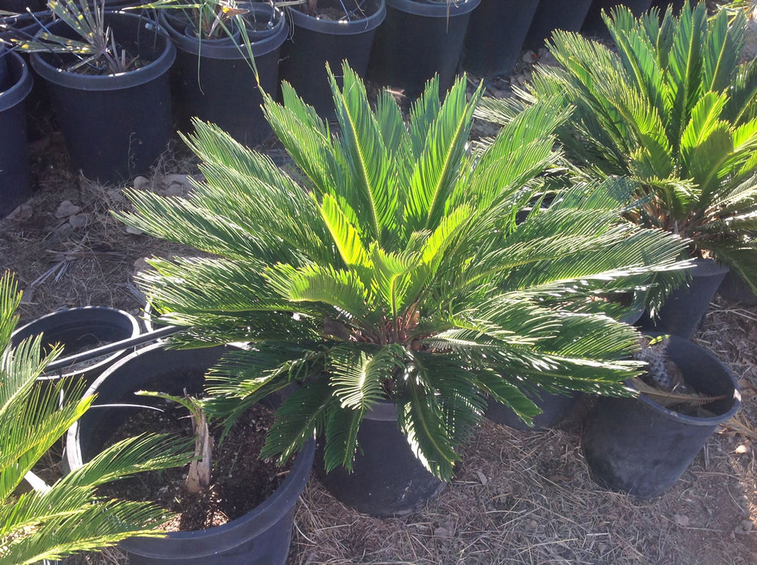 SKU-101C large Sago palm  $199