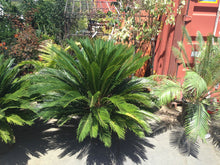 Load image into Gallery viewer, SKU-101C large Sago palm  $199
