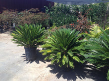 Load image into Gallery viewer, SKU-101C large Sago palm  $199
