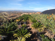 Load image into Gallery viewer, SKU-101C Large Sago Palm
